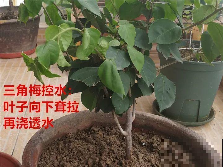 长寿养成青菜？黑帽子一戴，不用一月出花苞！