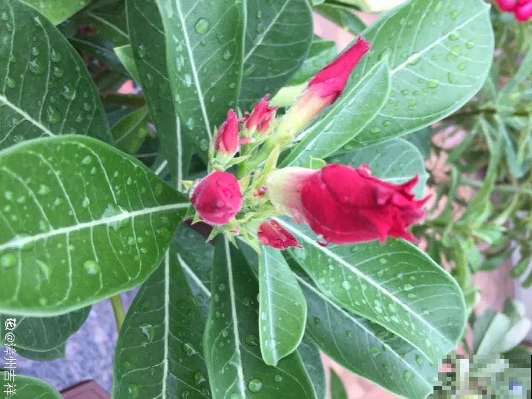 客厅养的耐旱花，30天不浇水，照样精神又气派！