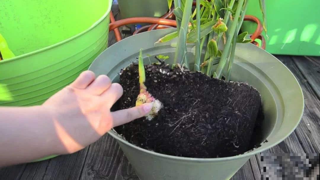 姜花见过吗，厨房拿块姜塞土里，赏完盆栽就赏花！