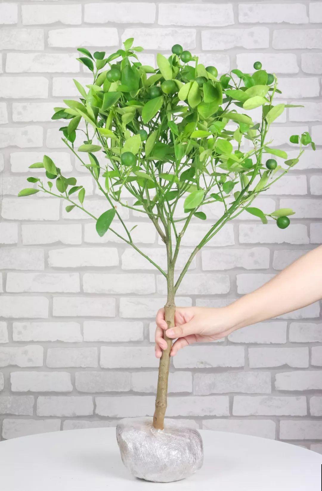 桔子开花不带停，养在客厅堪比活香水，一到冬天满枝都是果子！