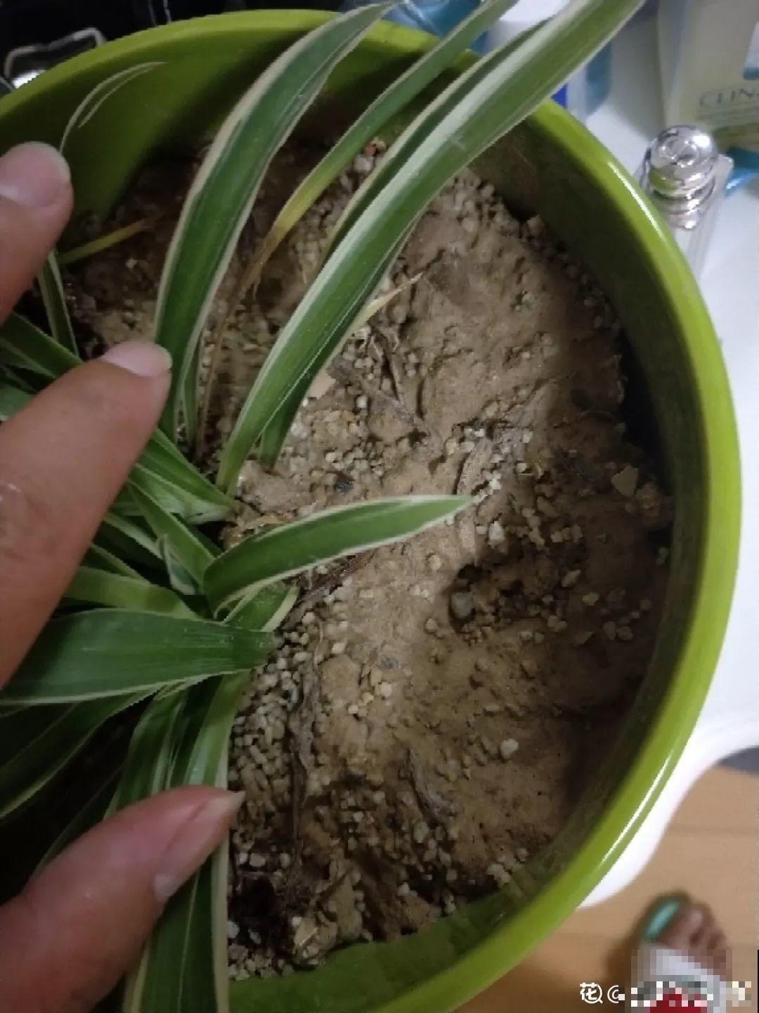 秋天不长反而掉叶子？浇点这种水，不用换土也能治好！