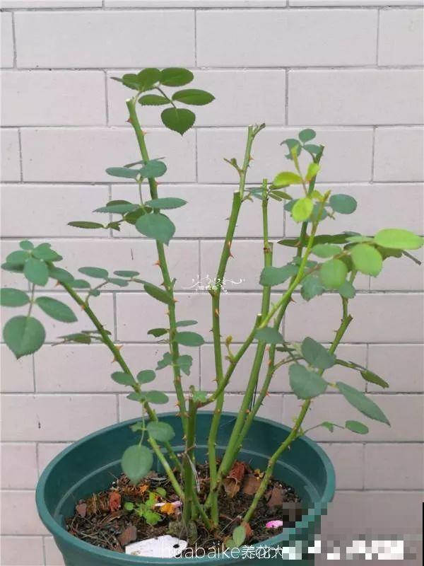 10月养花，这3点没注意，容易把花养死