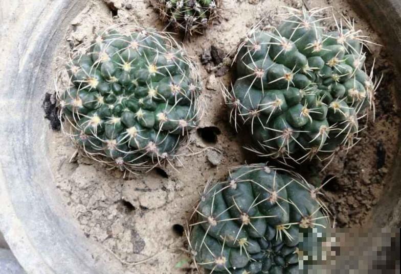 掰个仙人球小侧芽，这样扦插，长得圆又胖！