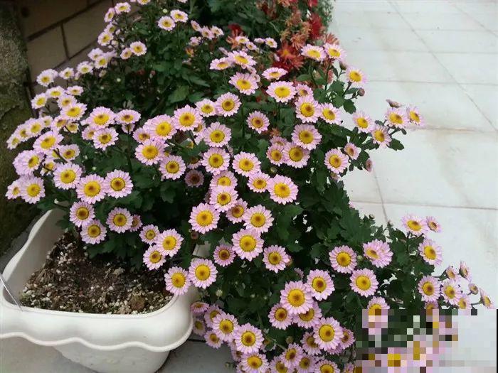 9月，这6种菊花最受欢迎，开花又密又多，摆哪里都是花园！