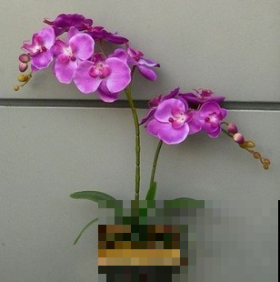 你养的蝴蝶兰不开花，试试水苔，花箭窜出盆！