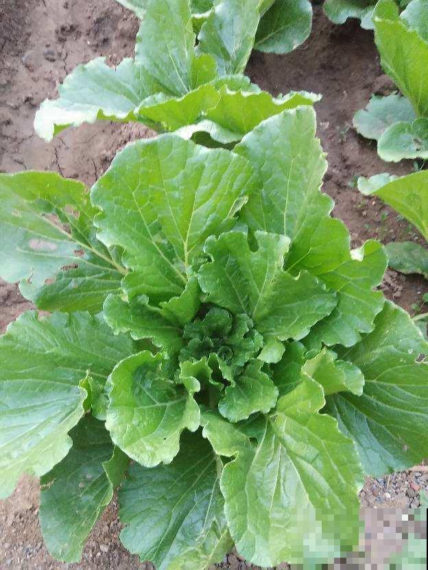 阳台白菜怎么养才能越来越紧实？这几招千万重视，简单的不得了