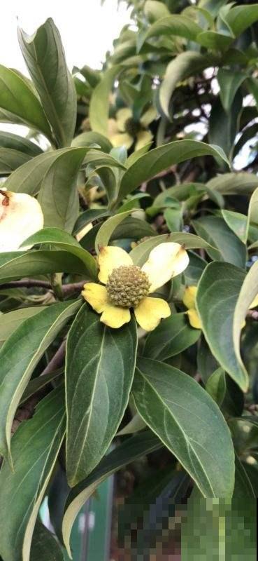 这花真奇怪，四个瓣包一个小绒球，秋天结出一堆小荔枝甜似蜜