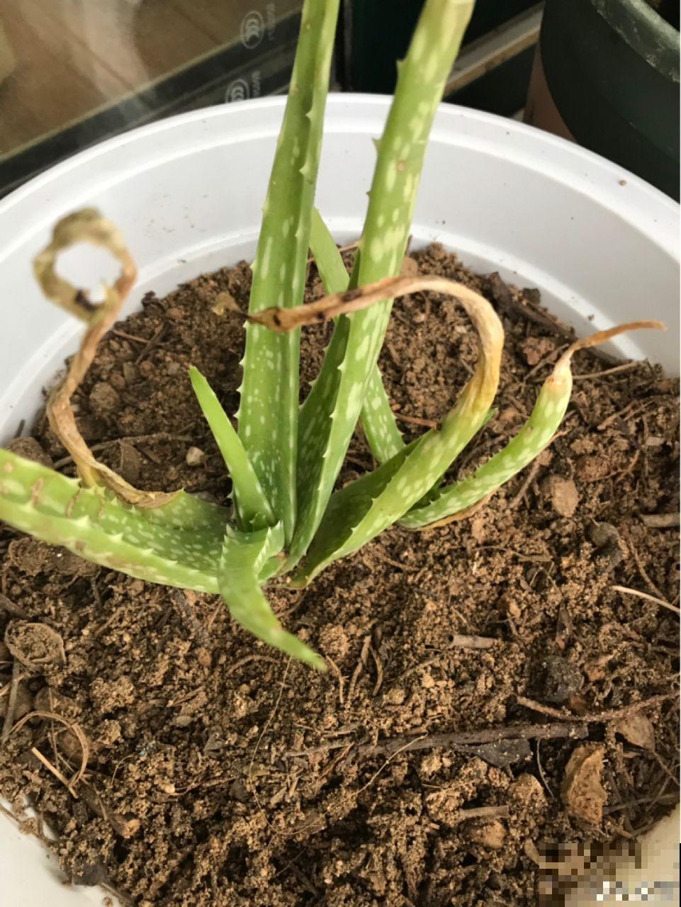 这5种花最怕冷，一降温就容易死，再不管只剩盆！
