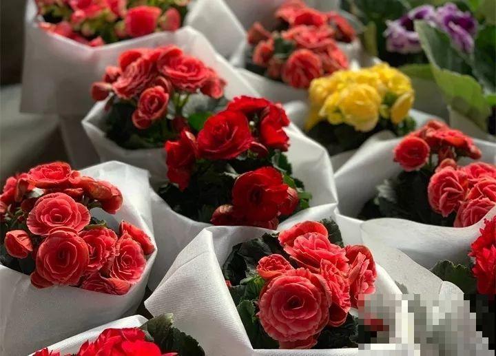 这10种花，看一眼就爱上，逛花市怎么能不买一盆！