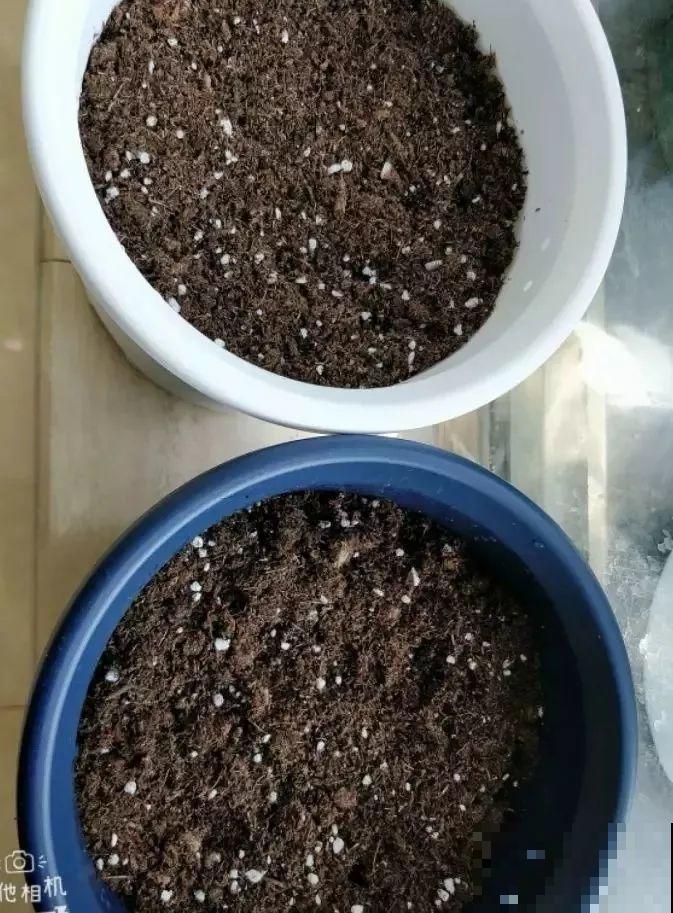 这花特好养，水越少花越多，一串能开16朵！