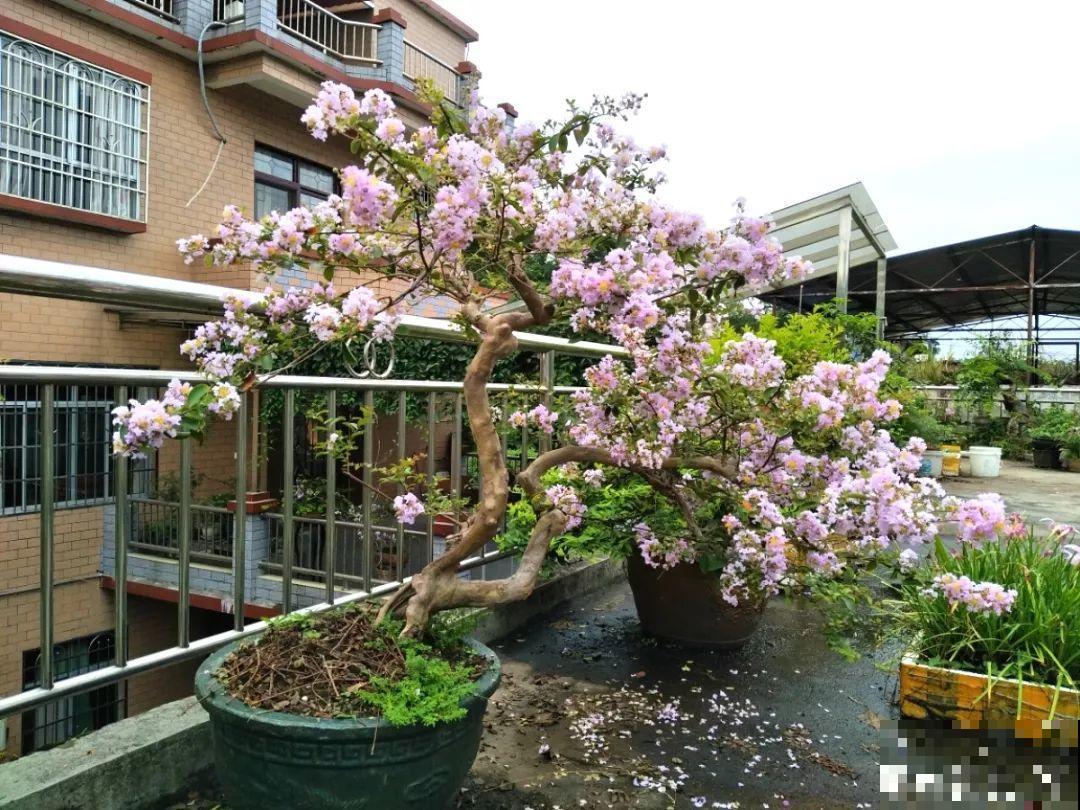 没人要的路边花，他搬回家养成宝，现在谁看了都想要！