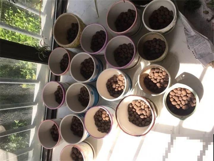 废料垫盆底，透气有营养，养花再也不烂根！