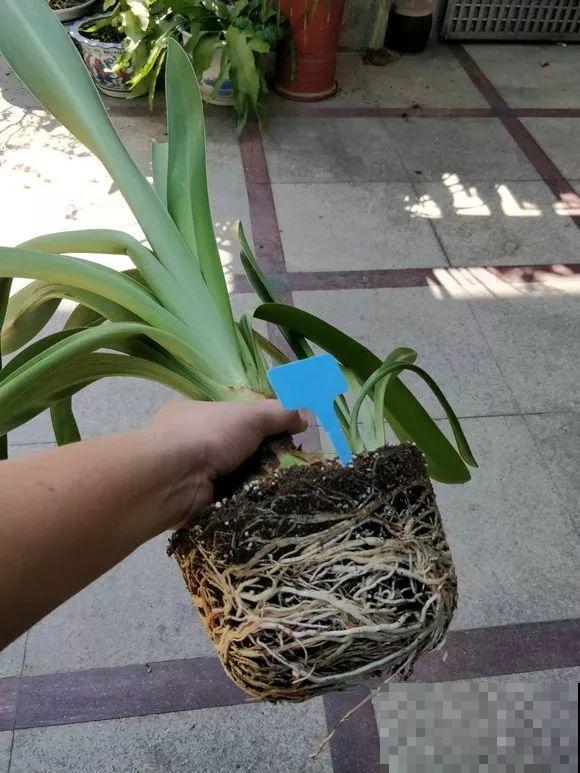 这8种花，趁着秋天赶紧分株，明年光买盆就够了！