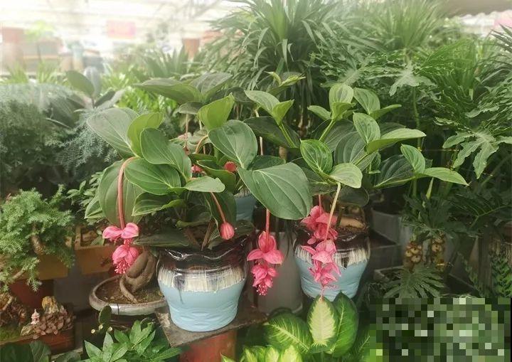 这10种花，看一眼就爱上，逛花市怎么能不买一盆！