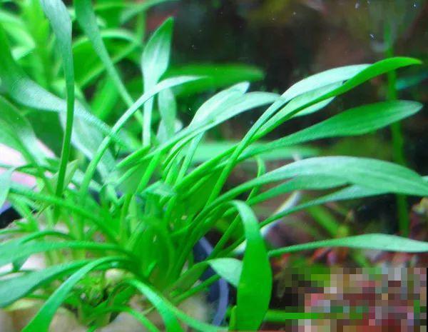比铜钱草好看百倍的花，7天爆满一大缸，多到家里堆不下！