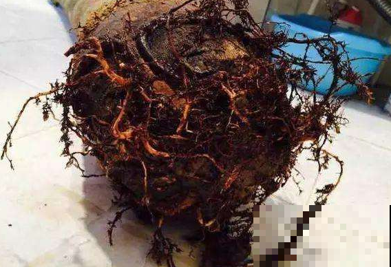 垃圾桶旁边一堆快死的花，到底该不该捡？悄悄拎回家赚大发了