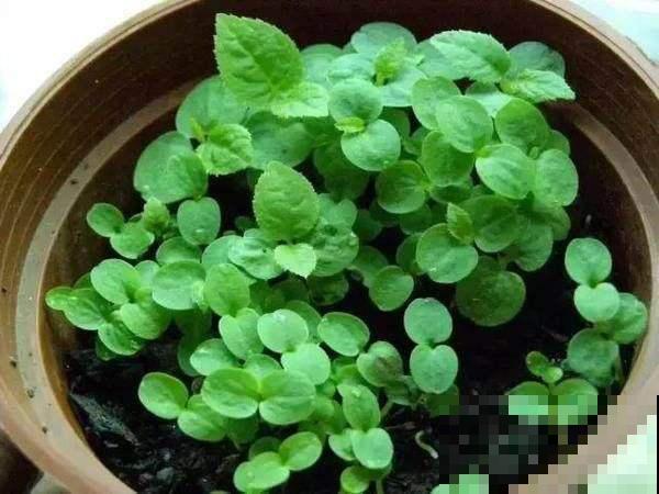 挖一勺猕猴桃塞盆里，谁知道一星期长爆盆，邻居以为花钱买的盆栽