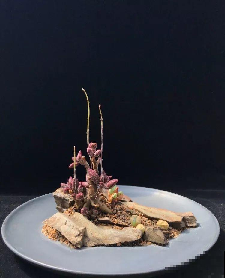 厨师改行养多肉，色香味俱全，真想让人一口吃掉！