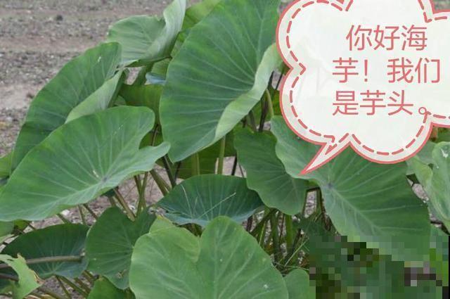 出门碰见这8种草，千万别碰，离的越远越好！