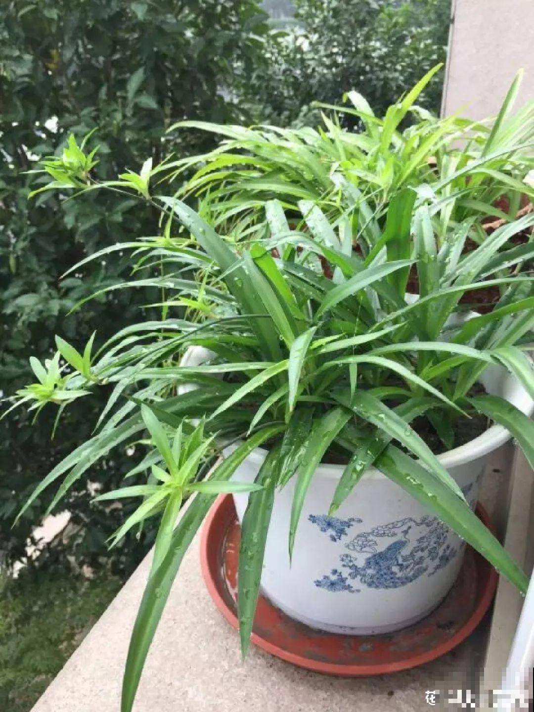 秋天养花就是剪，吊兰咔嚓来两刀，不用1月新叶子呼呼冒！