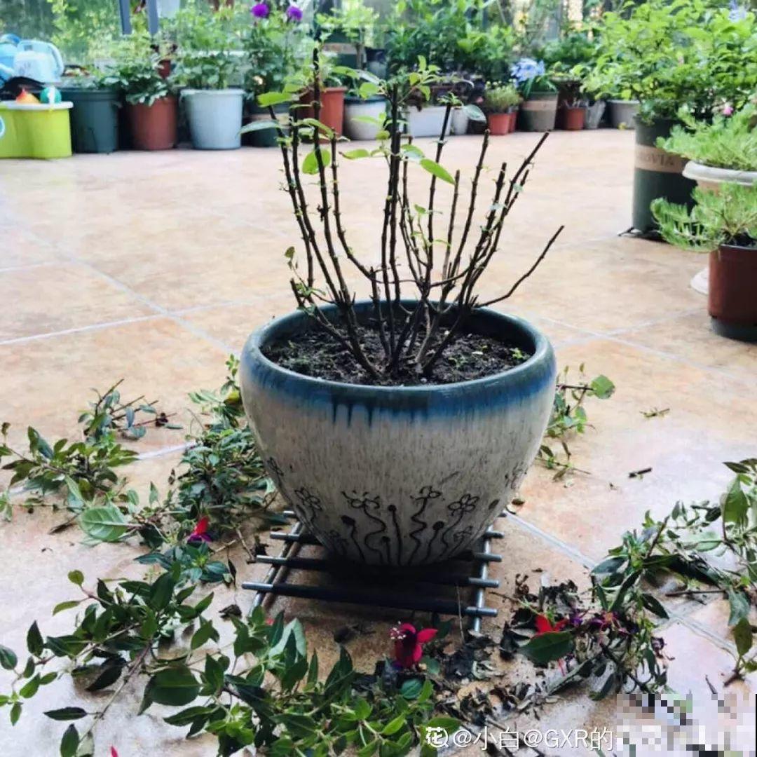这8种夏天的休眠的花，秋天一醒就长个，满盆窜花苞！