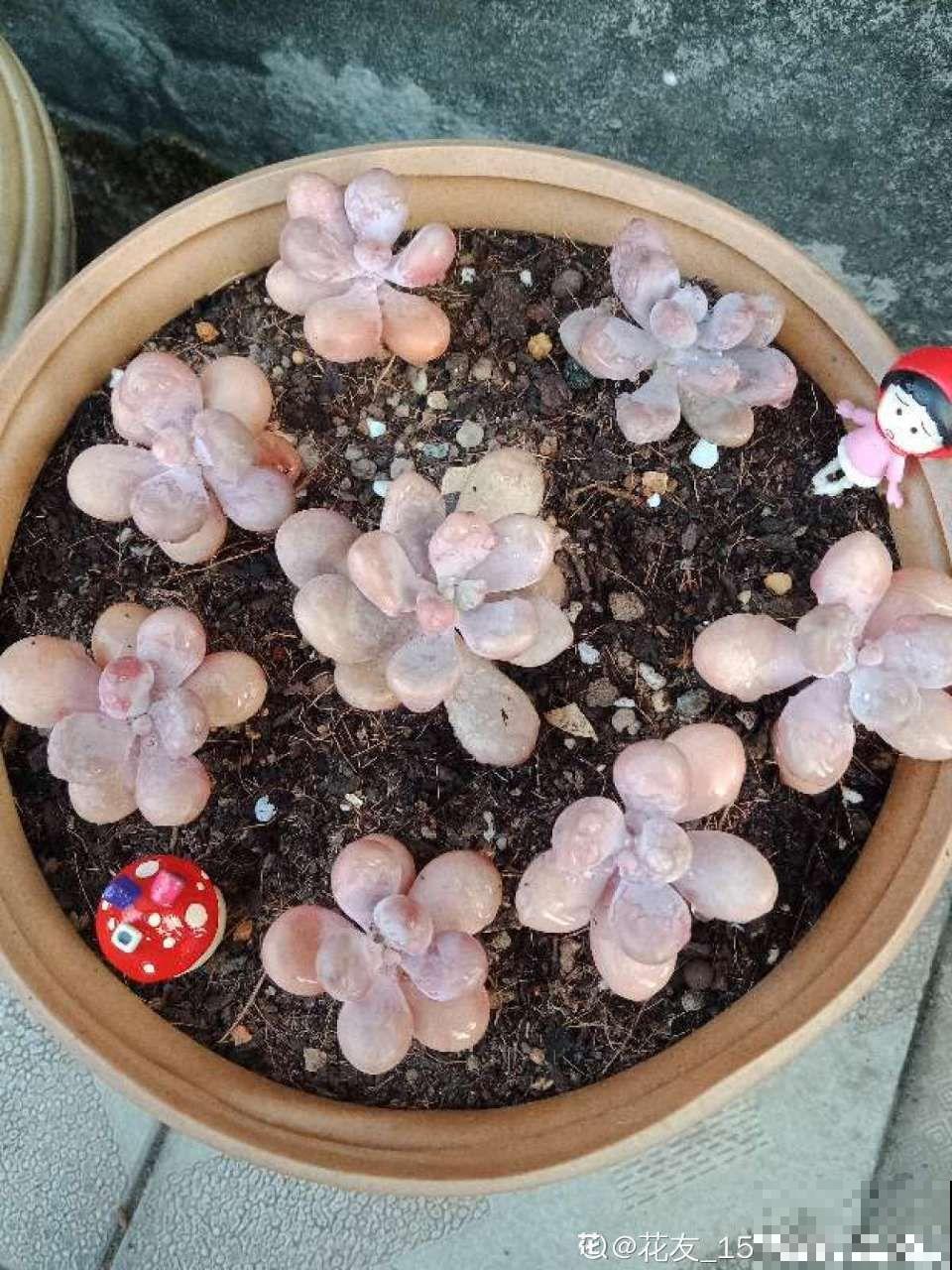 秋天必养的多肉，太阳一晒真透亮，半月养成小胖墩！