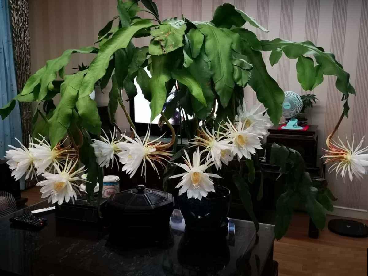 想让昙花再开一次，这么养护准没错，几招就能催出丰满大花！