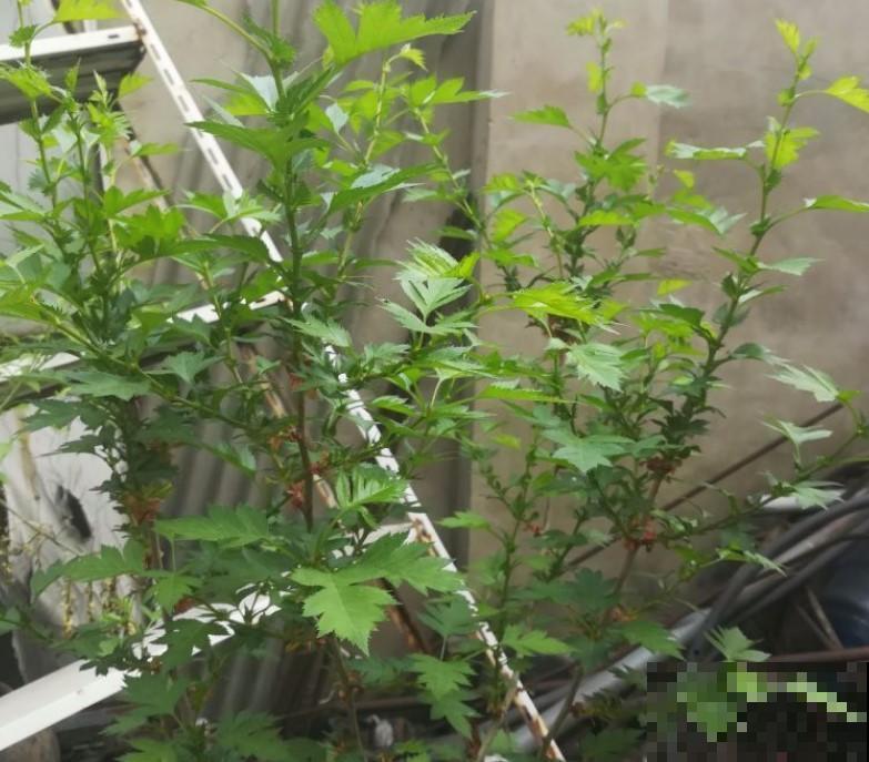 开胃山楂，你想吃吗？趁现在赶紧在家种一棵！