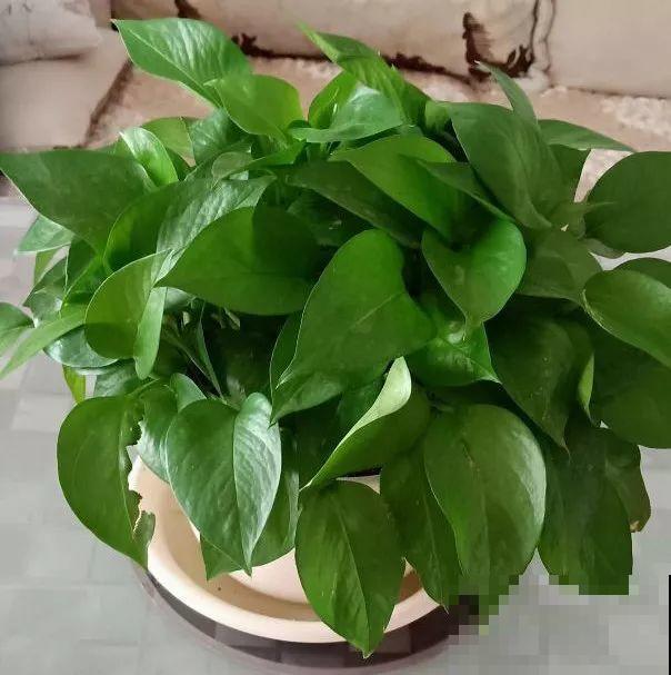 再好养的花也怕冷，放外面一晚上，一不小心变烂草！