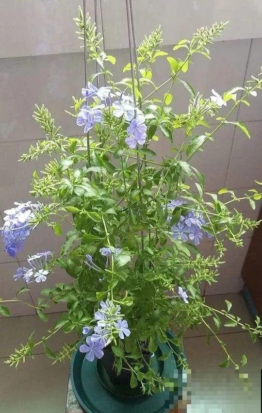 9月给天竺葵剪个短发，过冬前就能窜叶子，明年春天开成大花球！