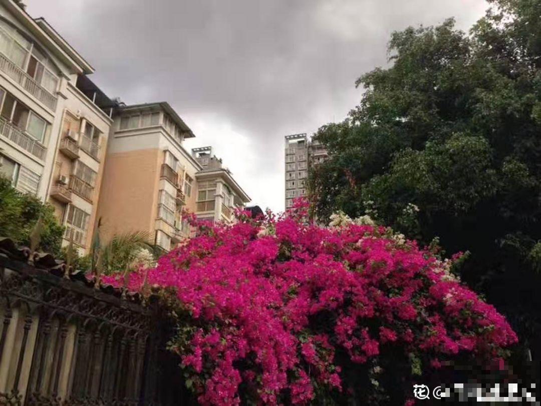 三角梅不开花？旱它15天，花苞蹭蹭往外冒！