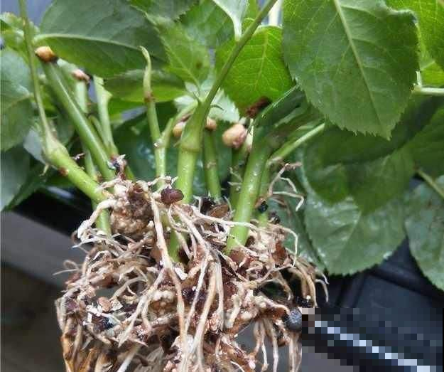 现在正是修根最佳季节，把这些根系剪掉，花草旺的不像话！