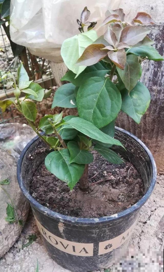再好养的花也怕冷，放外面一晚上，一不小心变烂草！