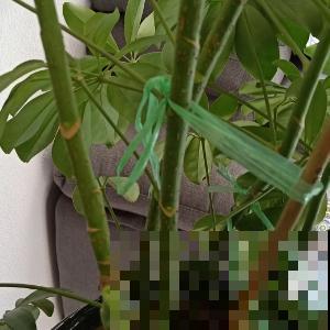 除了忘记浇水就是浇水太多？常见植物的浇水方法，看完赚大了