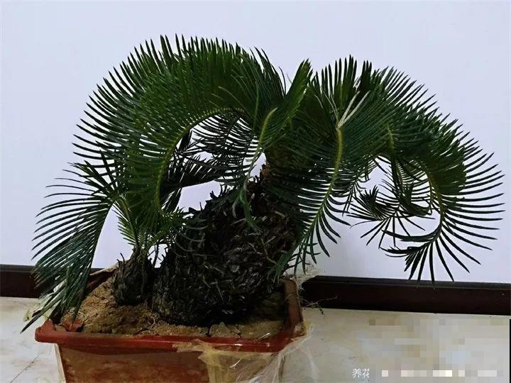 路边银杏摘个果，回家一处理，变成阳台小盆栽！