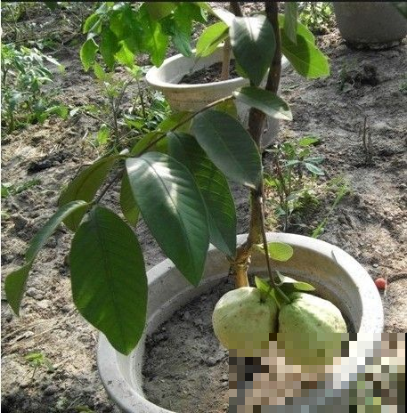 超市里十几一个的小果子，这地方漫山遍野都是，随便摘就是一麻袋