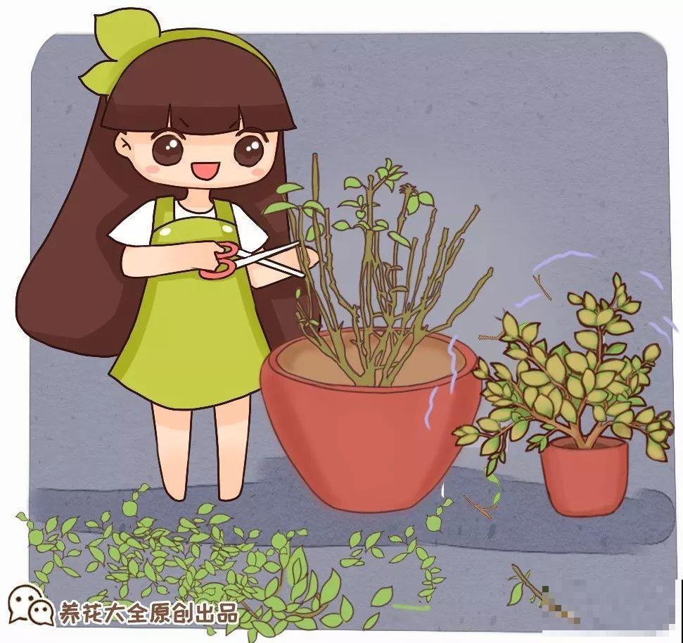 这2种花是给公认的难养，秋冬容易死，新手慎买！