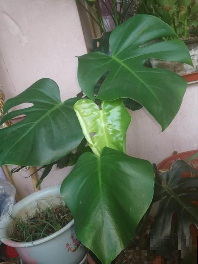 花养着就死了，一定是错了这几步，不知道这几个小技巧太亏了
