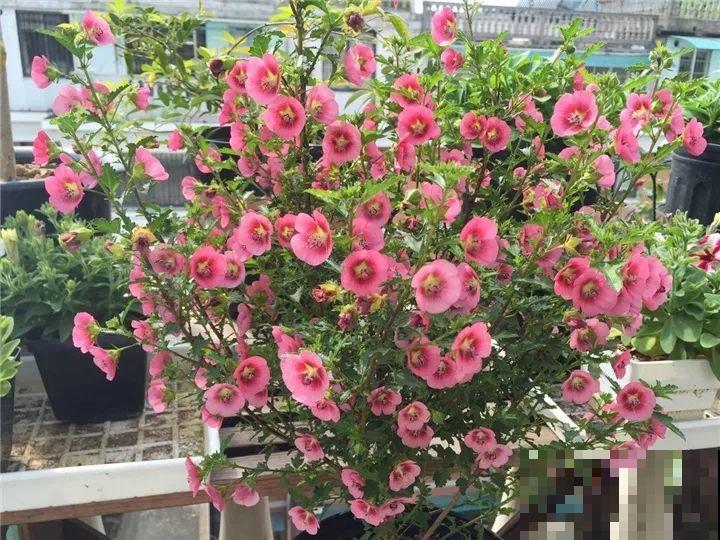急性子养这6种花，长得快、爆花多，1盆能开大半年！