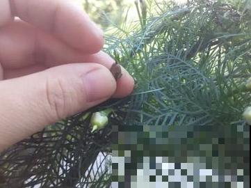 绿化带里五星花，赏完开花就捡种子，去得晚就抢不到了！