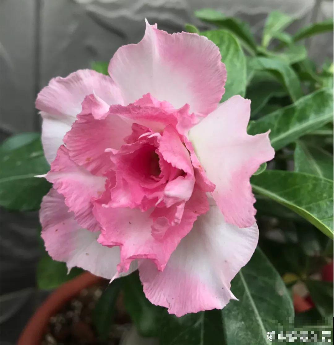 客厅养的耐旱花，30天不浇水，照样精神又气派！
