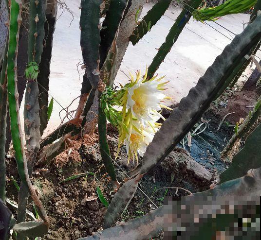 这花就得旱着养，盆越浅，水越少，开花越旺盛
