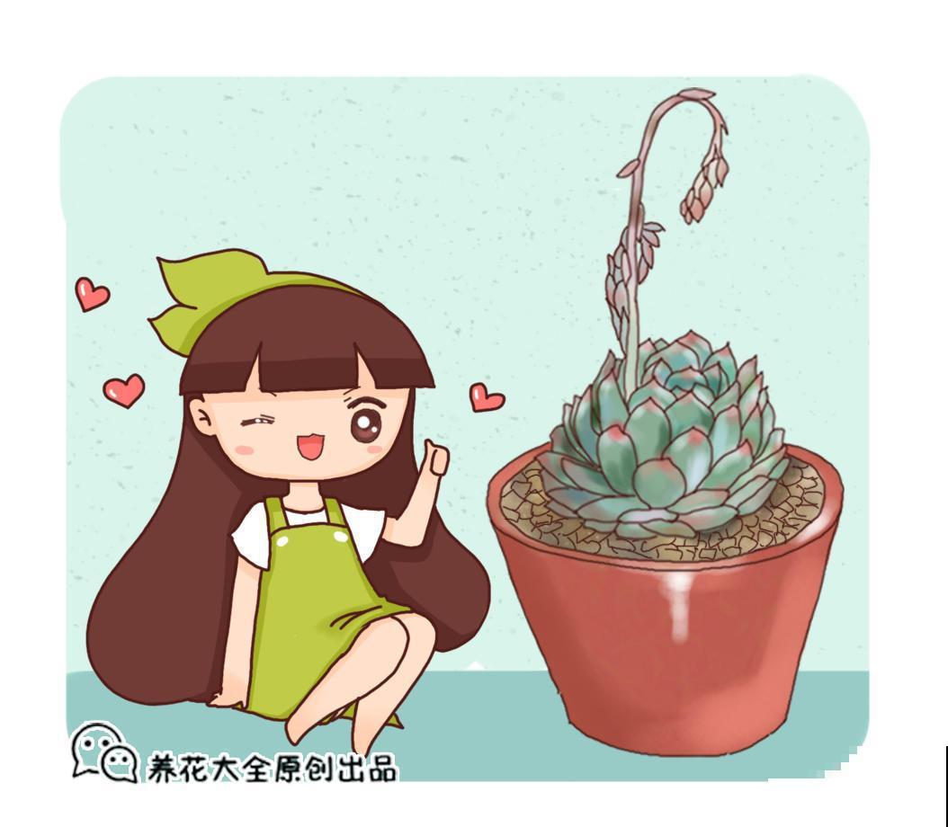 不会养花的花友，千万不要养这些多肉，一养就“养死”！