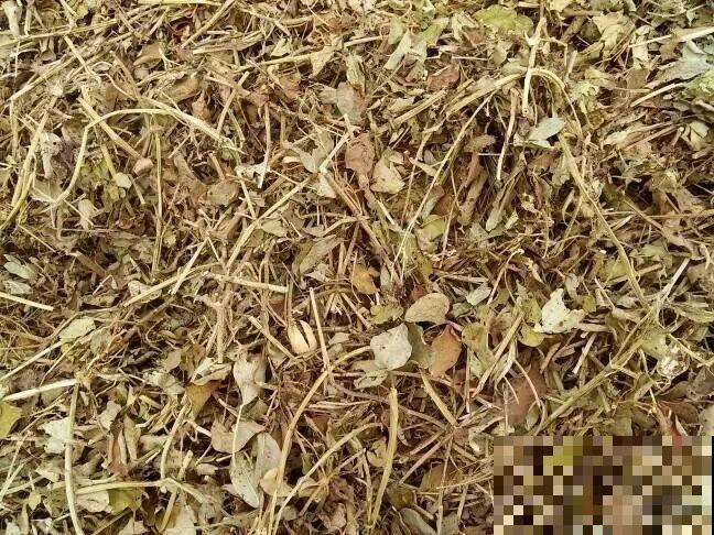 花生的秸秆你都扔了吗，那可亏大了，这么做有大用处！