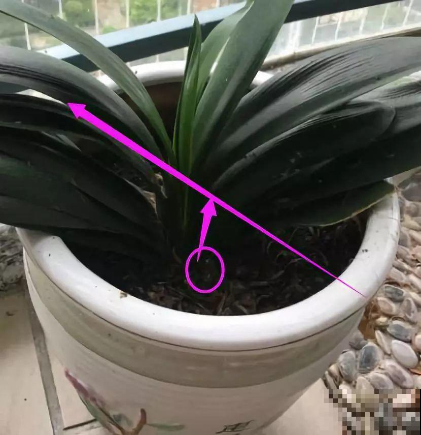 君子兰光长叶不开花？趁着秋天换换土，营养够了才能窜花枝！