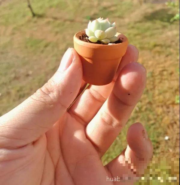 这种多肉，花盆比拇指还小，1月长成小老桩！