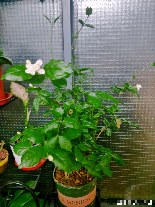 一剪子下去，茉莉花越冒越多止不住，半月长势顶别人一年的！