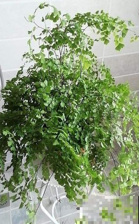 这几种植物，既高雅又大方，特别适合秋天入手！