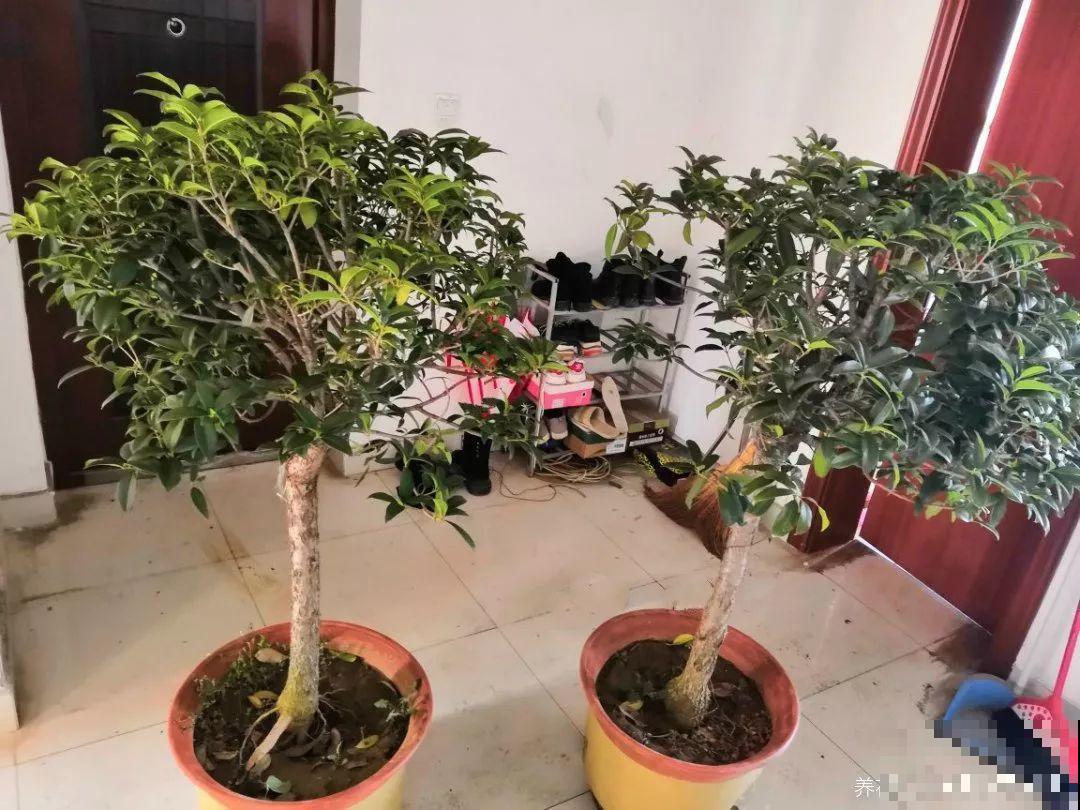 再难养的花，也都有方法来治它，秋天坐等赏花！