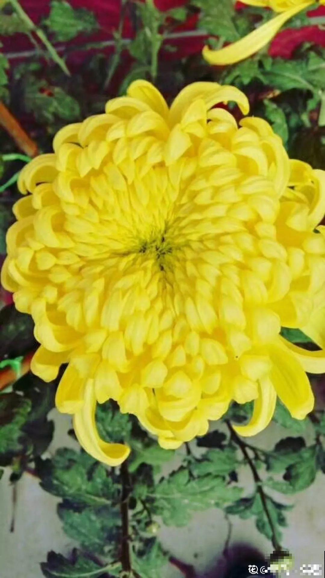 这花一开就成球，耐阴又好养，团团圆圆真喜庆！